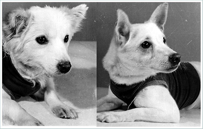 Первые разведчики космоса. Высокая орбита.  65-летию полёта четвероногих «космонавтов» Белки и Стрелки посвящается