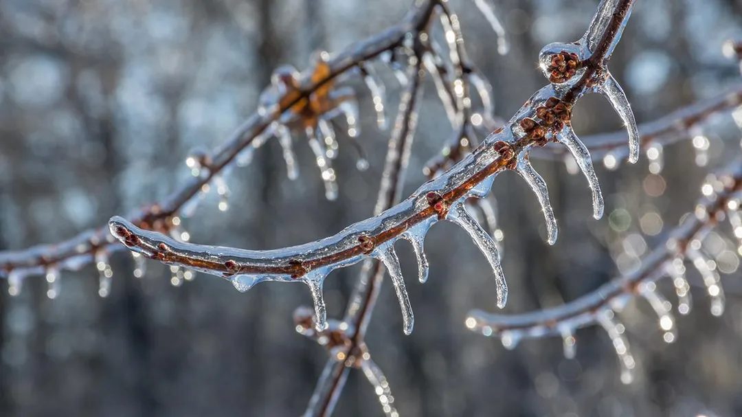 ОГОРОДНЫЕ ИСТОРИИ. Умная помощь